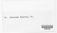 Cryptodiaporthe hystrix image